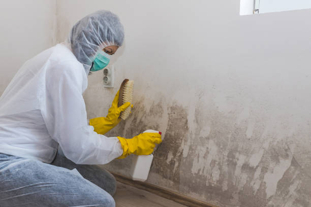 Best Emergency Mold Remediation in Kiryas Joel, NY
