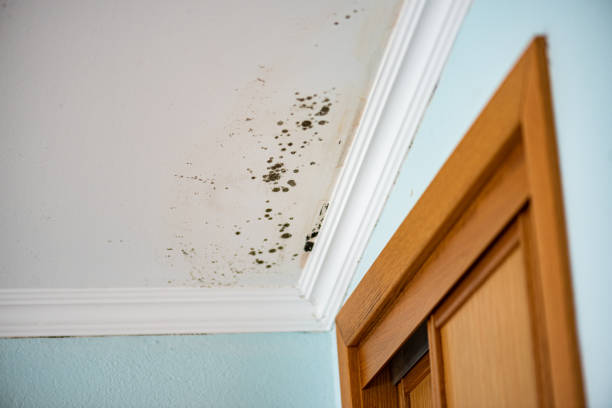 Best Crawl Space Mold Remediation in Kiryas Joel, NY