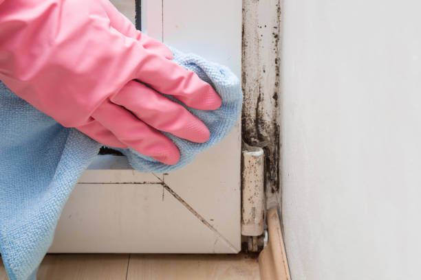 Best Residential Mold Remediation in Kiryas Joel, NY
